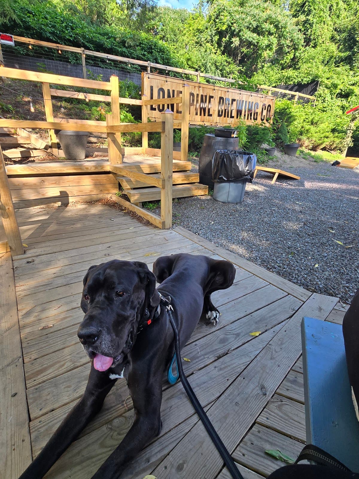 The Mainely Dog