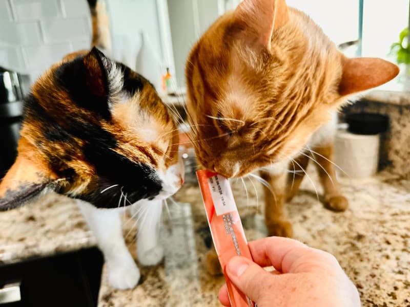 The PAWParazzi Petsitter / Petsitting by Jean