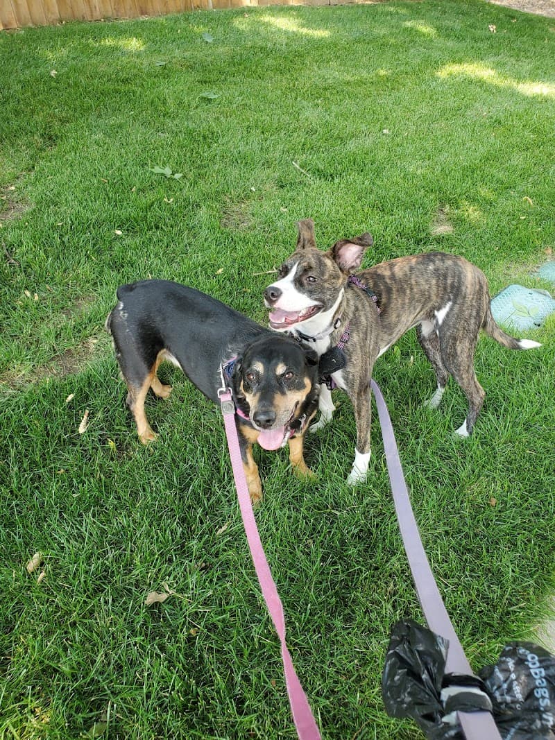 The Pet Nanny of Colorado LLC photo 2