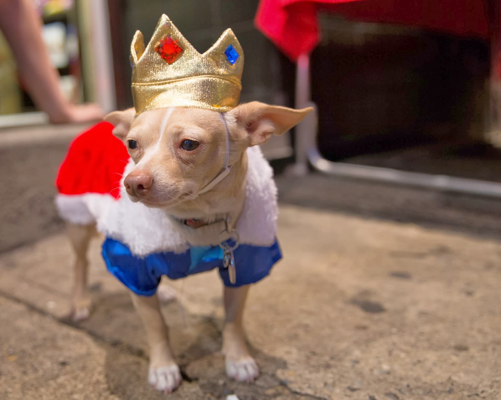 The Pet Snobs Boutique
