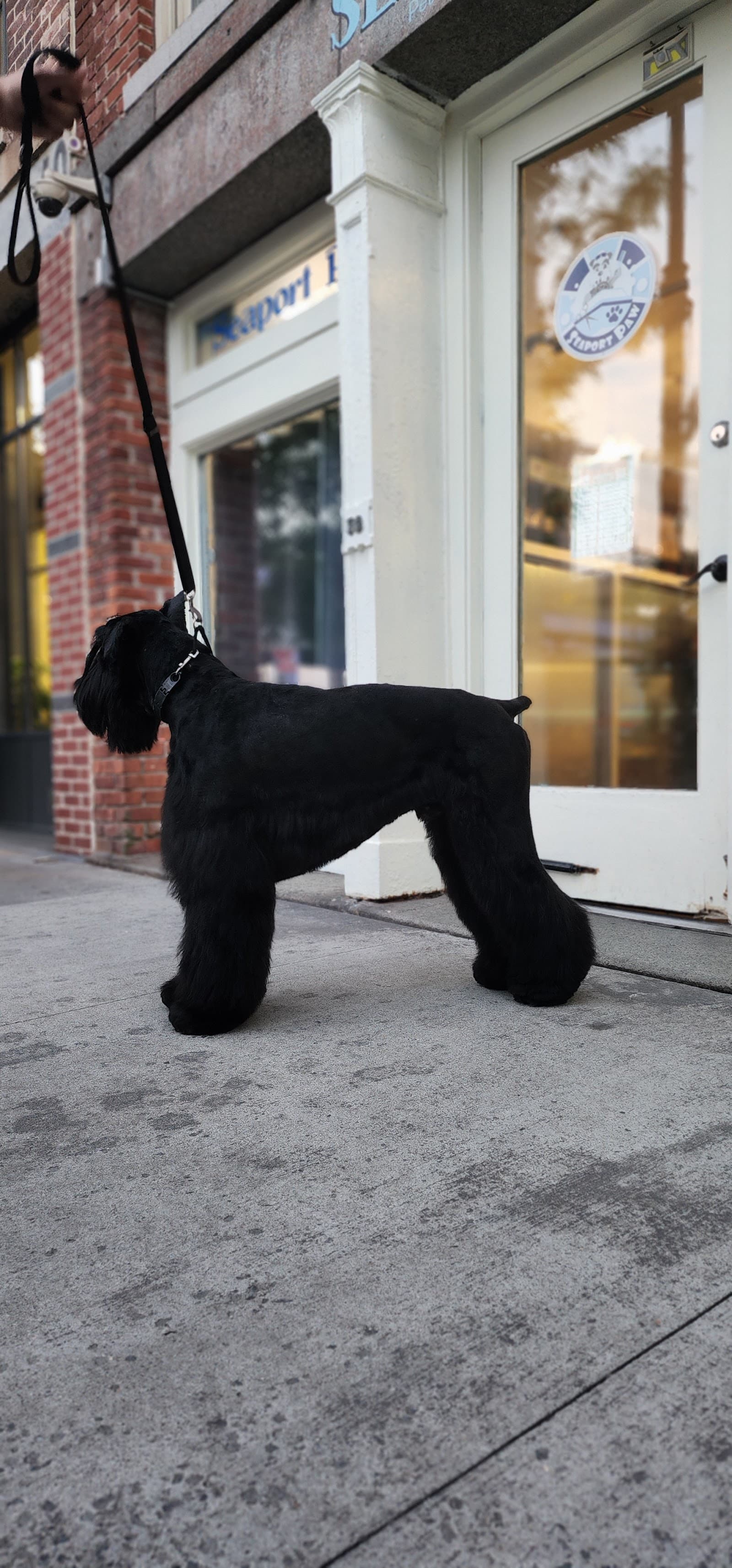 The Seaport Paw