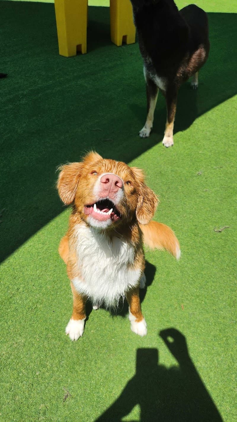 The Woofhaus photo 3