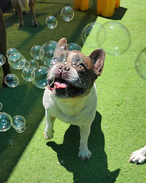The Woofhaus photo 6