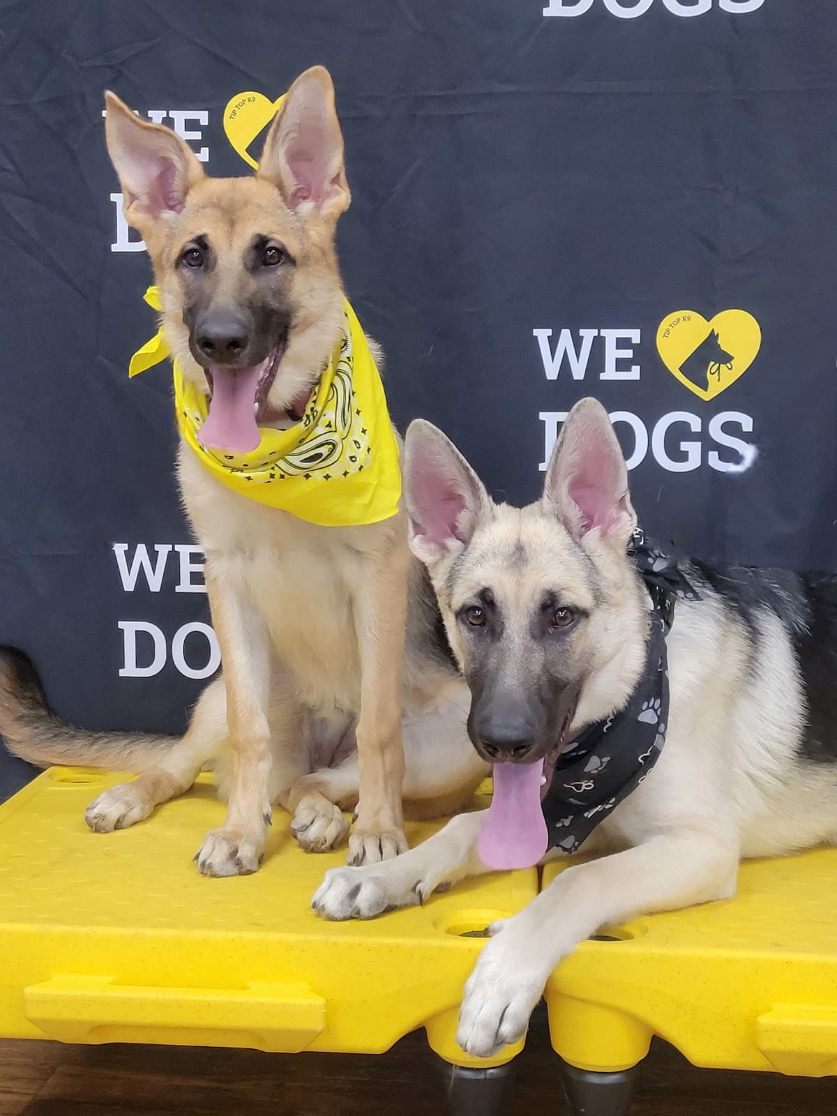Tip Top K9 Dallas Dog Training