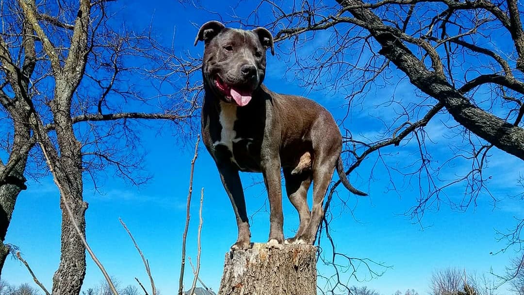 Tip Top K9