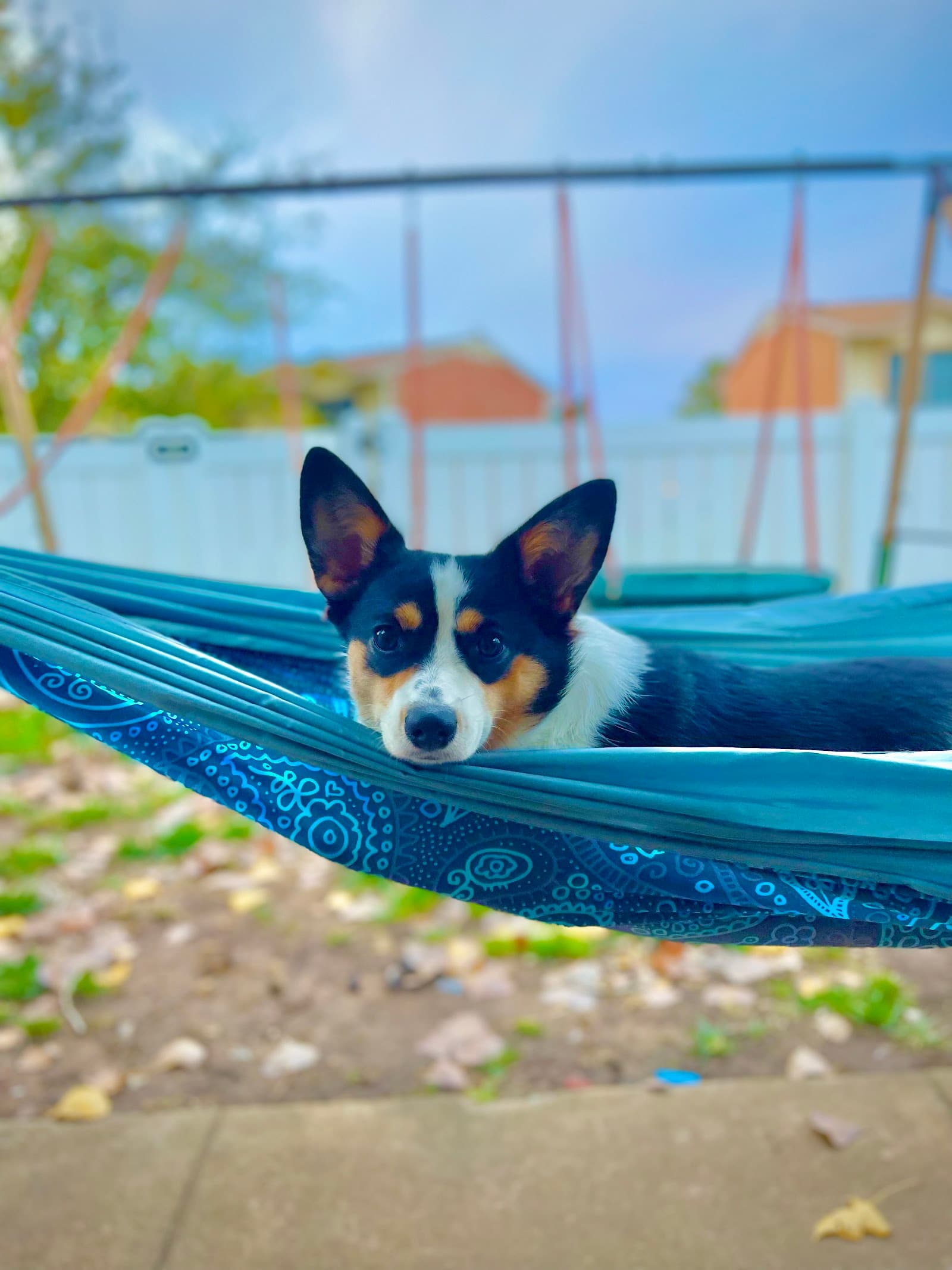 Tip Top K9 Dog Training