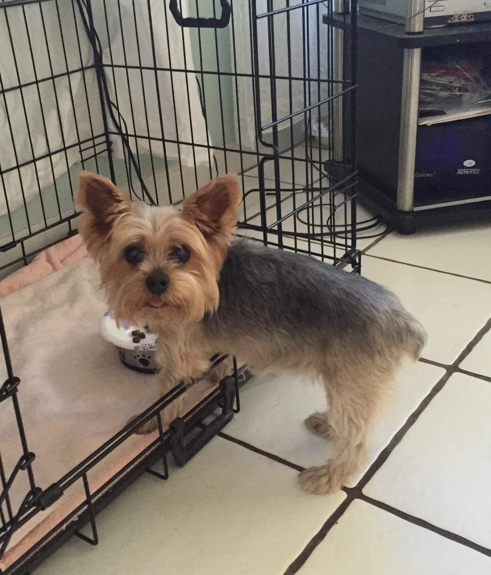 TLC Animal Clinic I