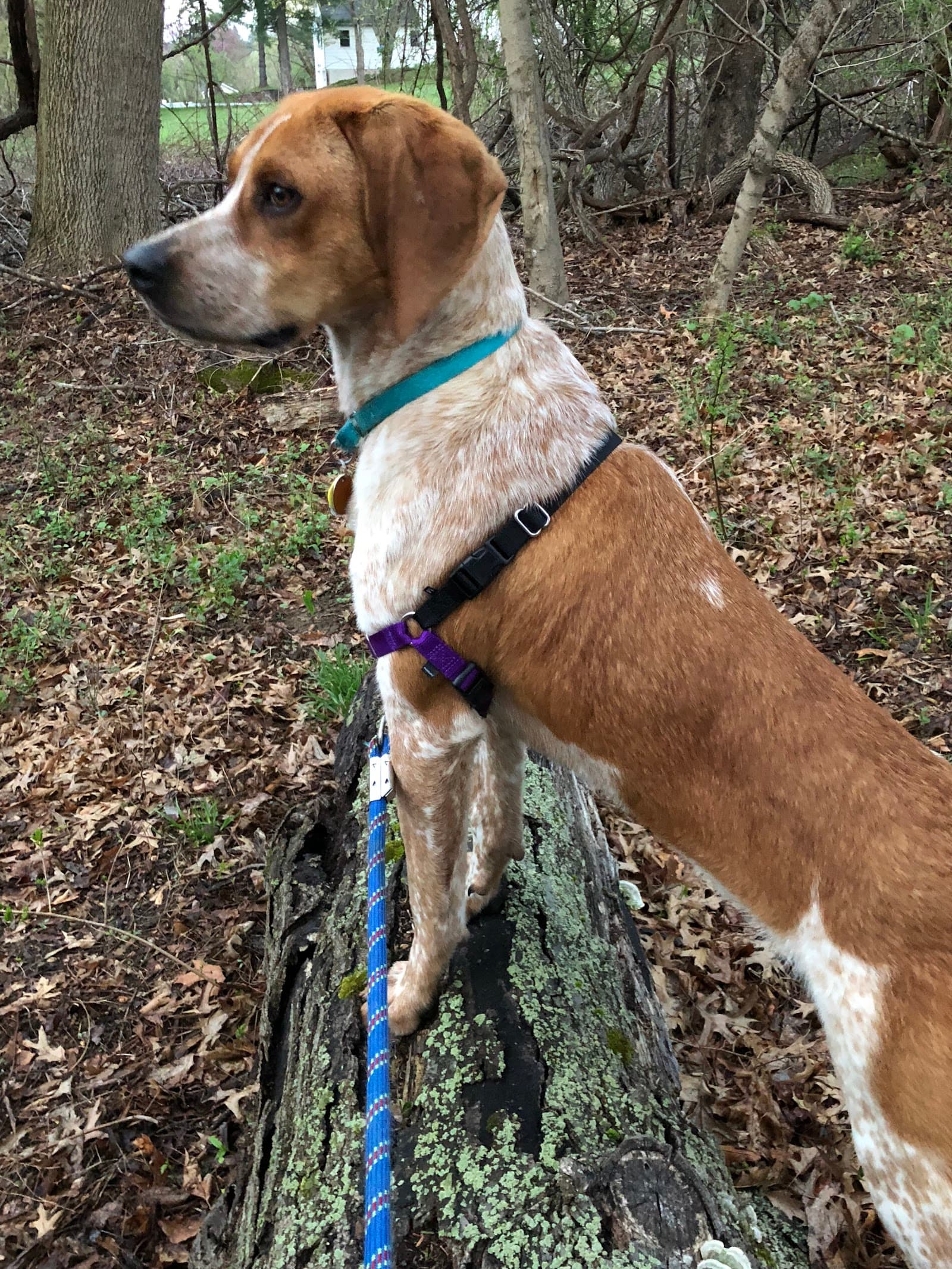 To Love A Canine Rescue (PA)