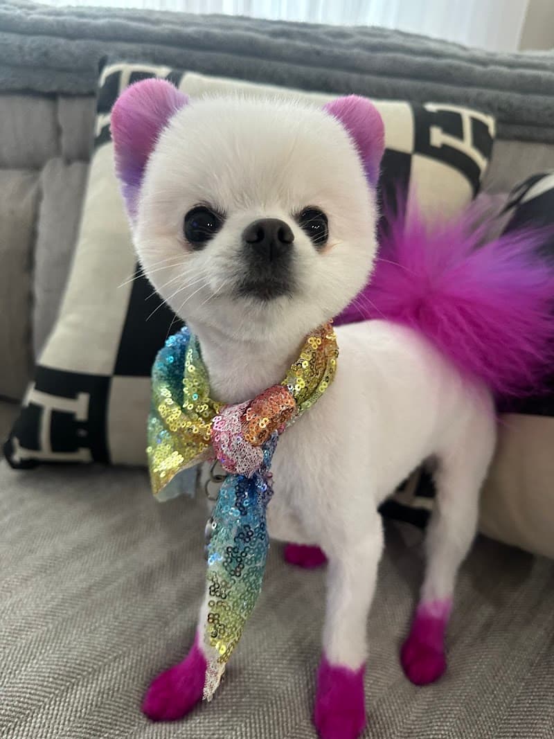 Top Dog Grooming