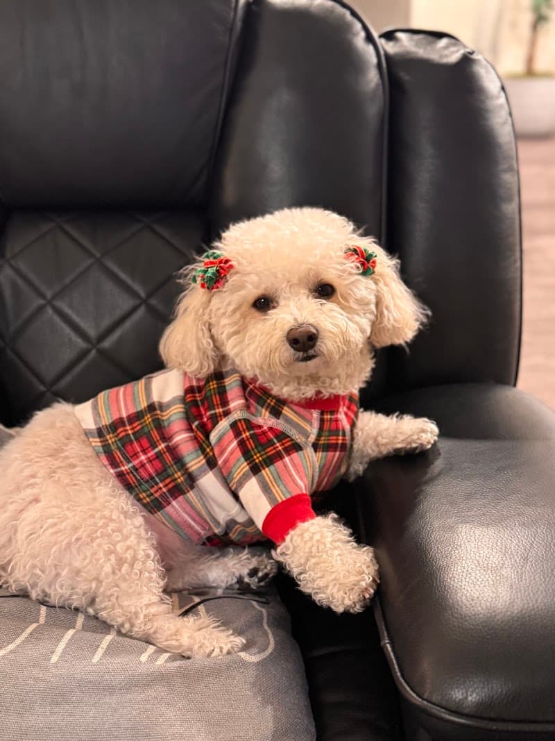 Top Dog Grooming photo 3