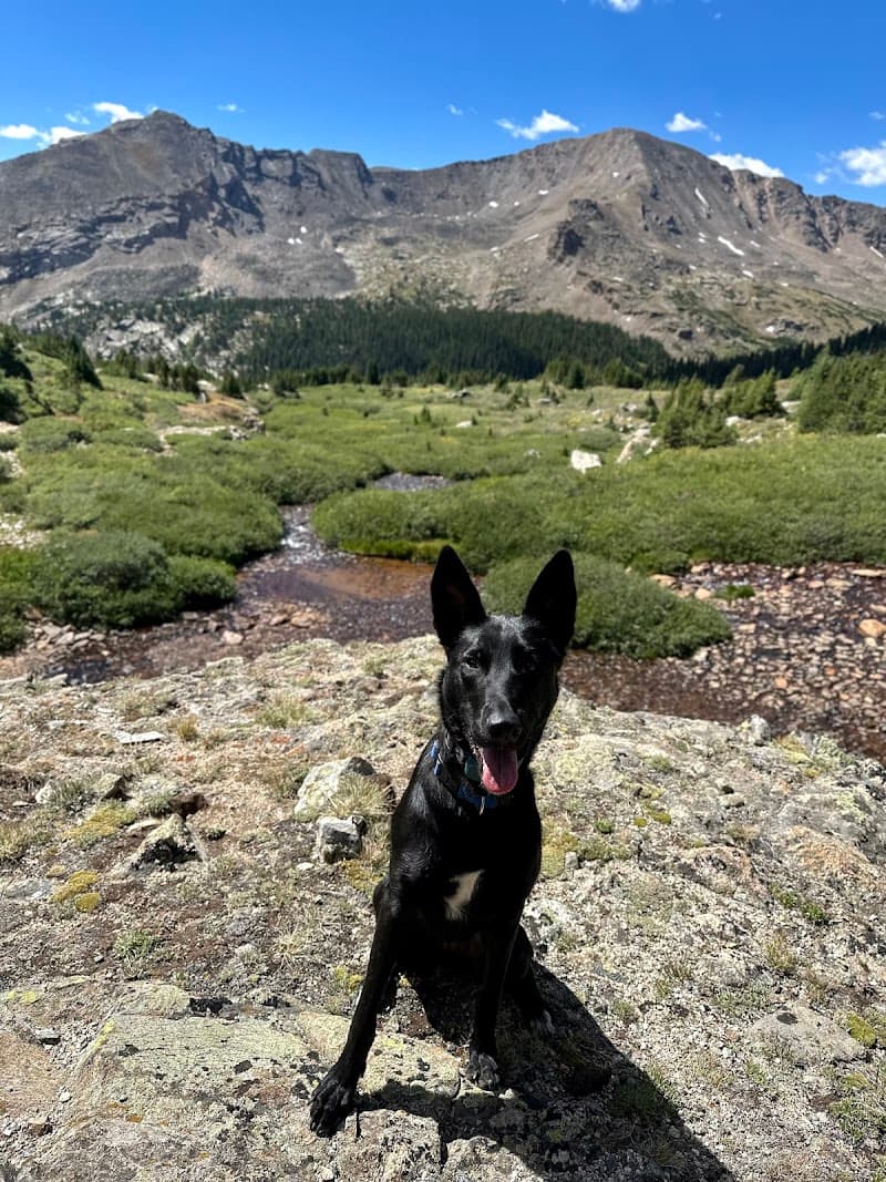 Top Paw K9 Academy photo 5