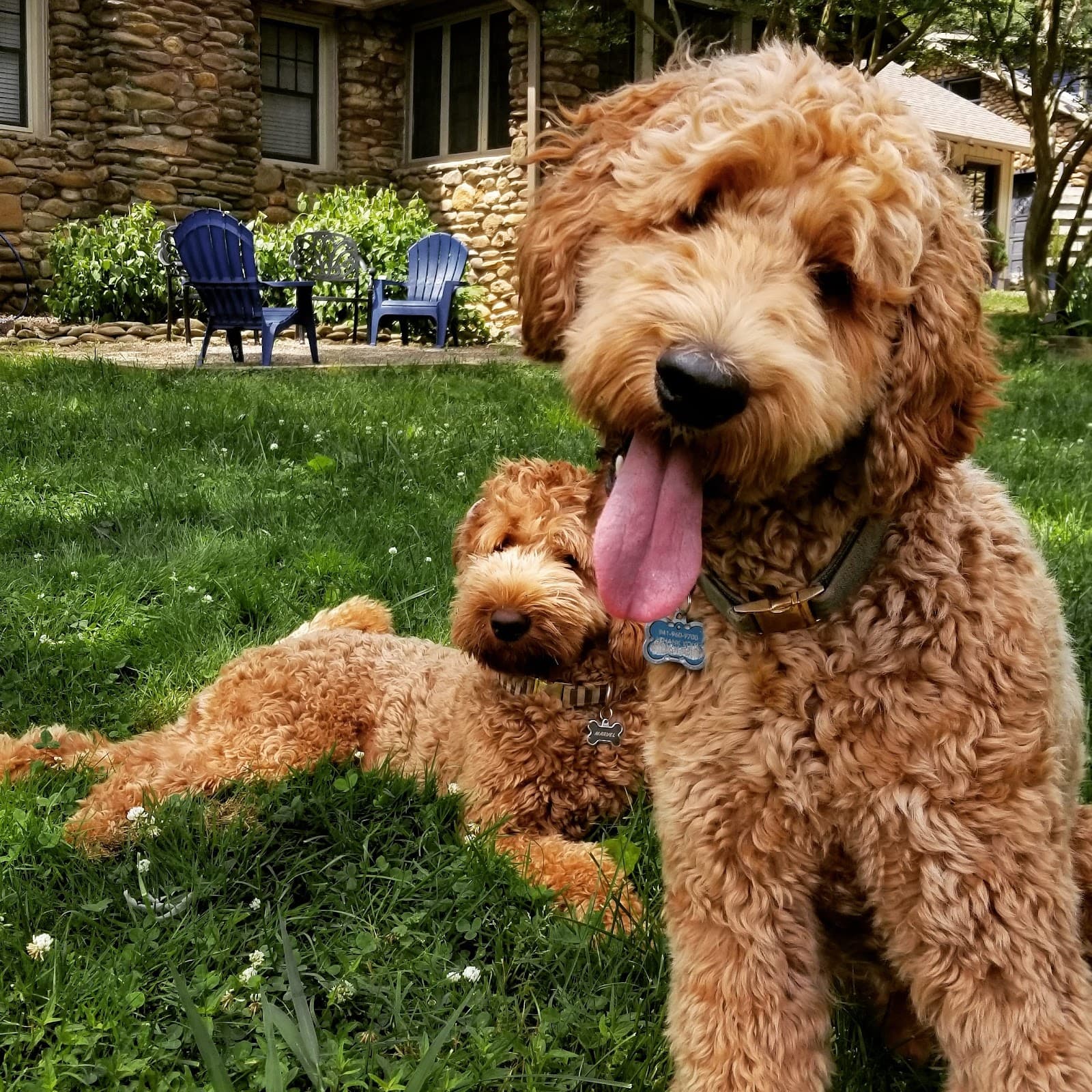 Touch of Grace Pet Spa
