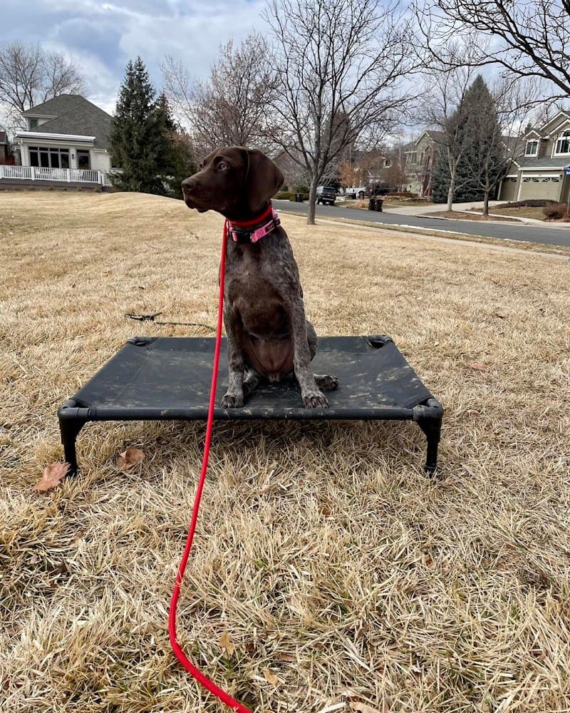 Traction Dog Training Club photo 3