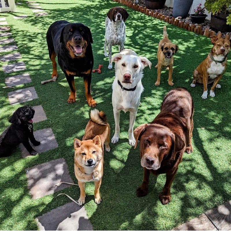 Treat Pet Sitting