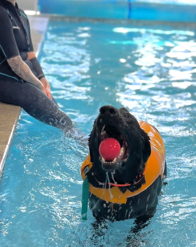 Tsavo's Canine Rehabilitation in San Diego County