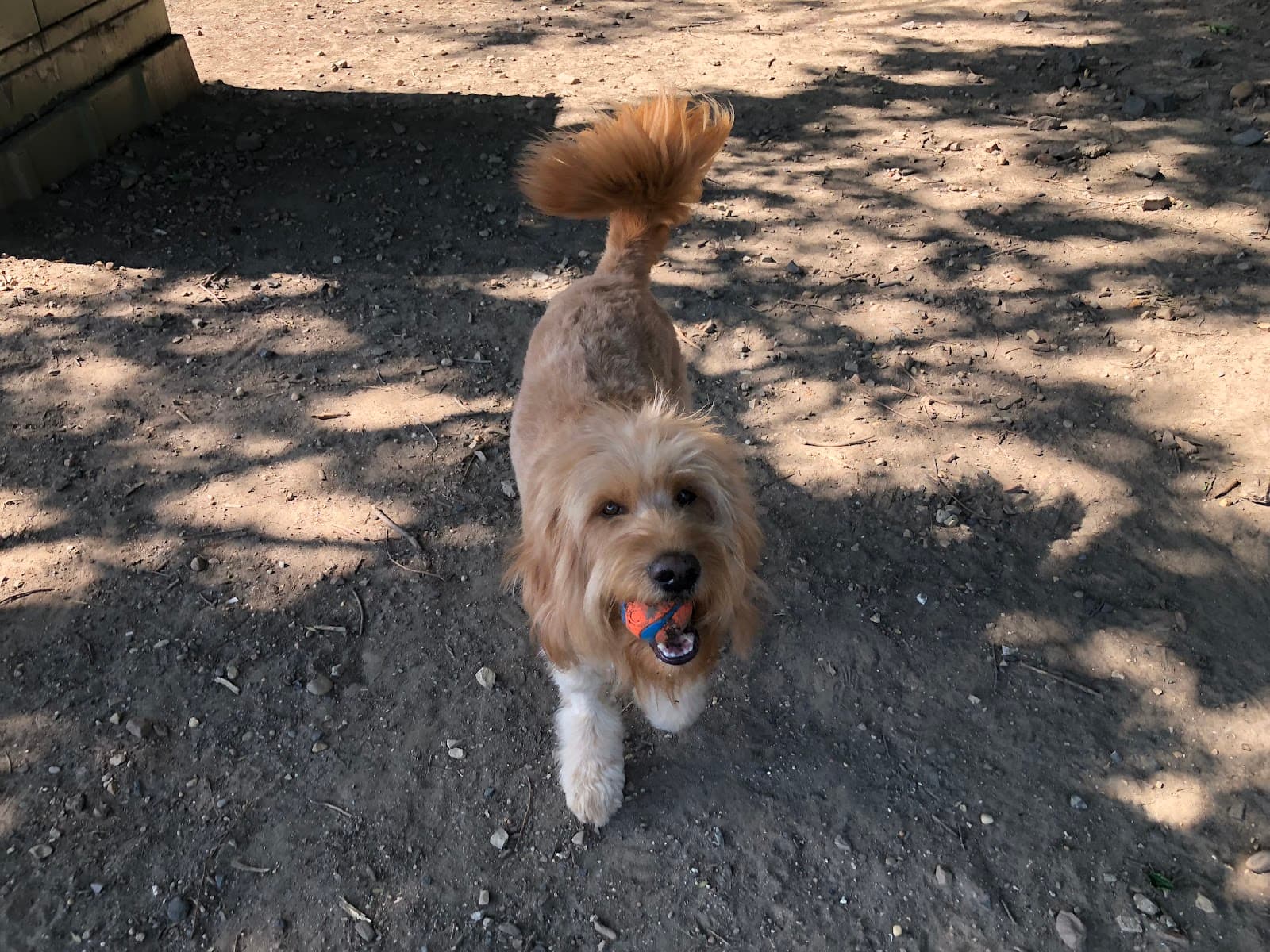 Tucker Dog Park
