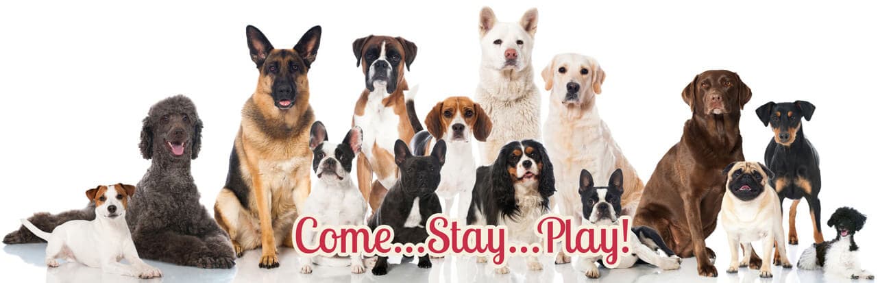 Underdog Kennels Dog Daycare and Boarding