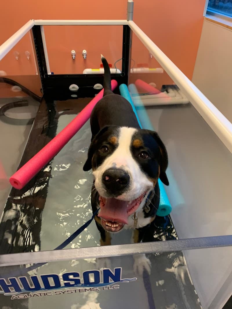 Urban Paw Veterinary Health and Rehabilitation photo 2