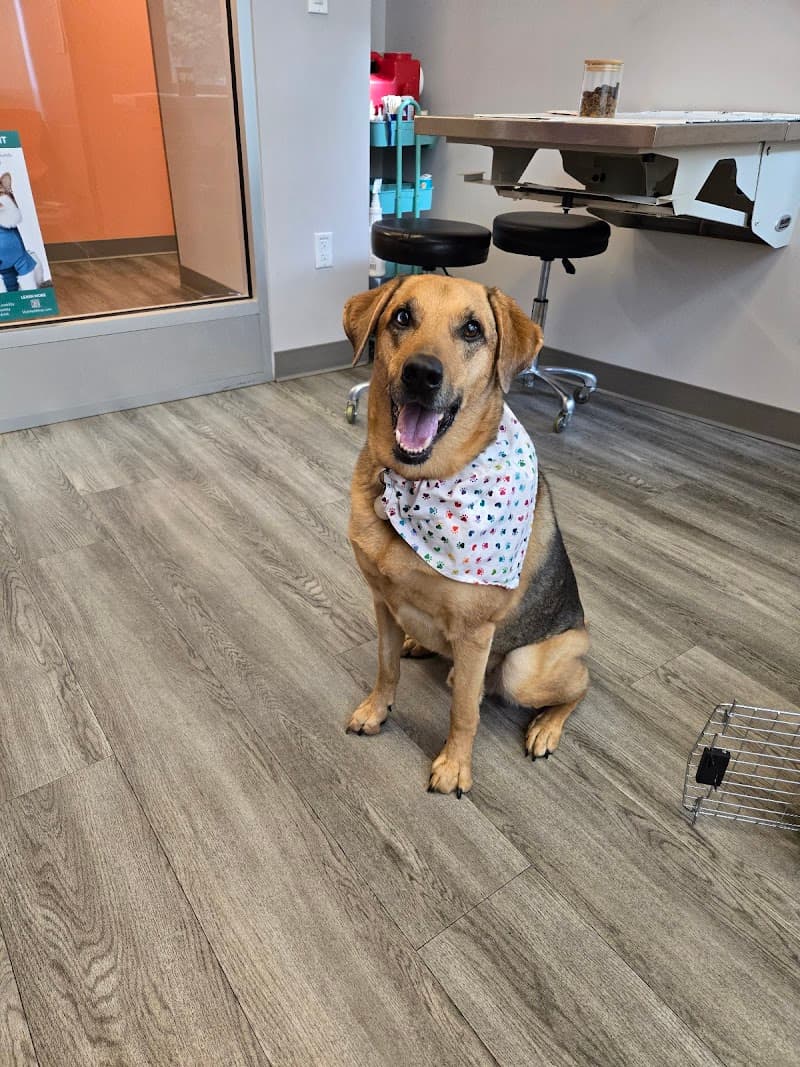 Urban Paw Veterinary Health and Rehabilitation photo 3