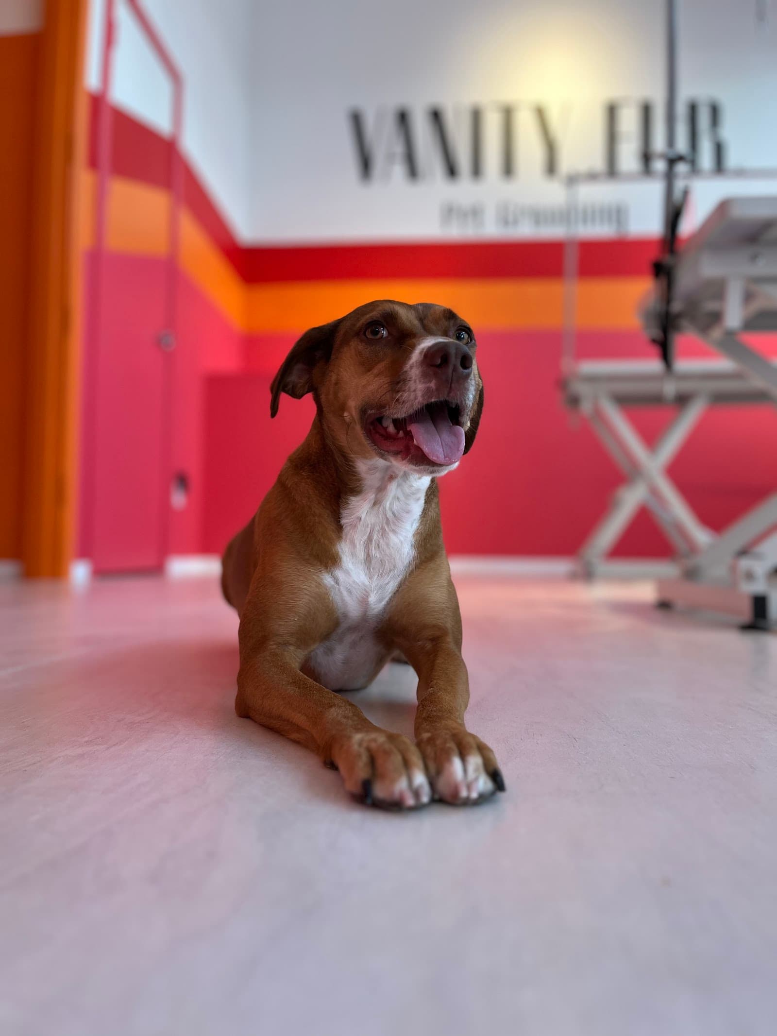 Vanity Fur Pet Grooming