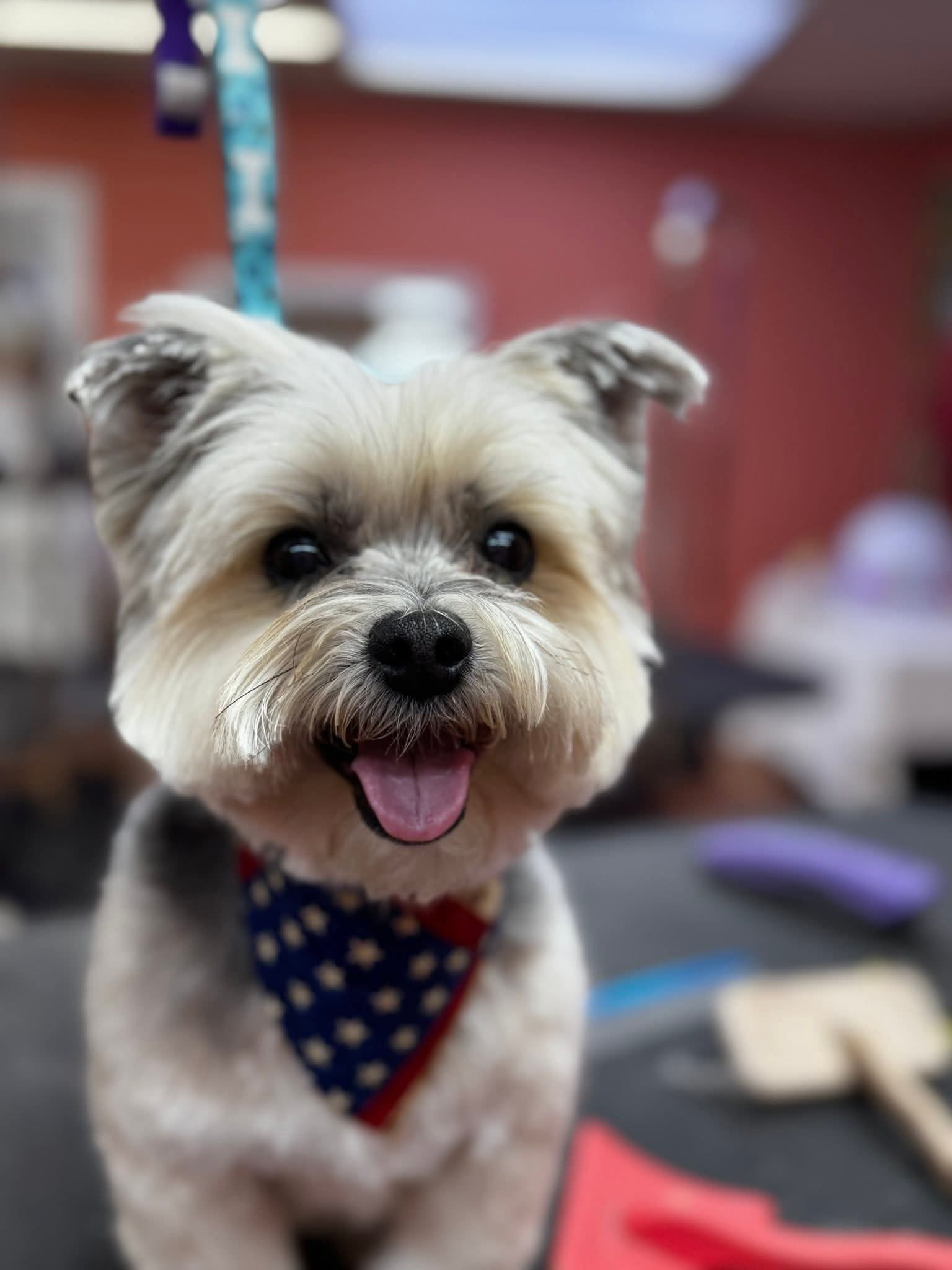 Vanity Fur Pet Grooming