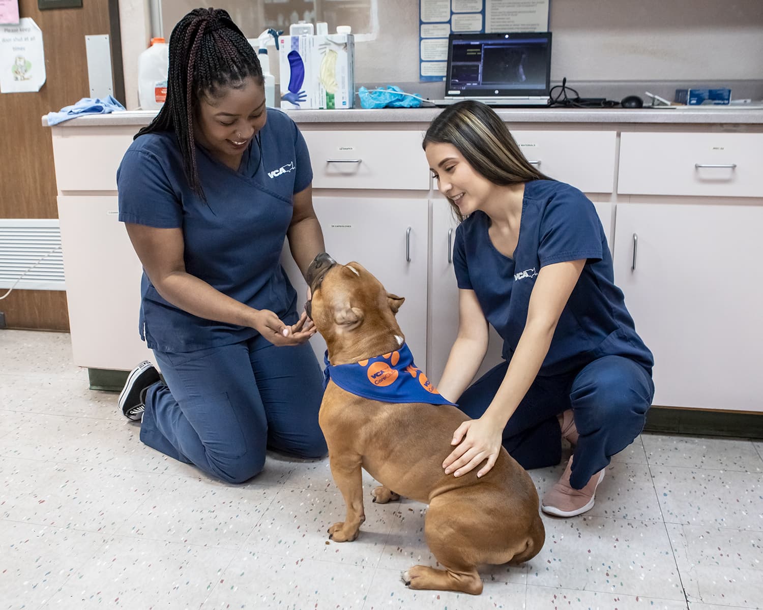 VCA All Our Pets Animal Hospital