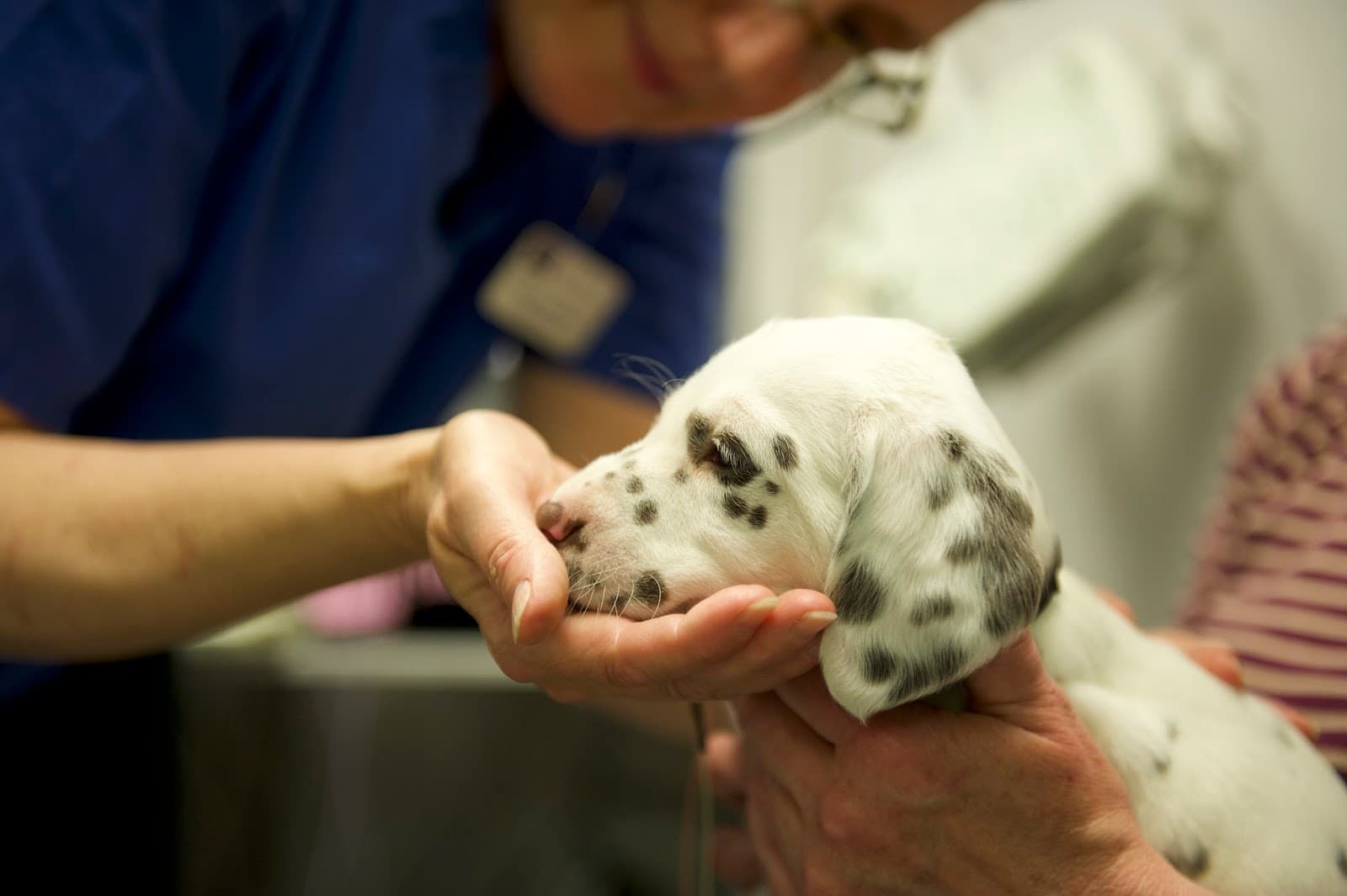 VET.CT - Vet radiology | Education