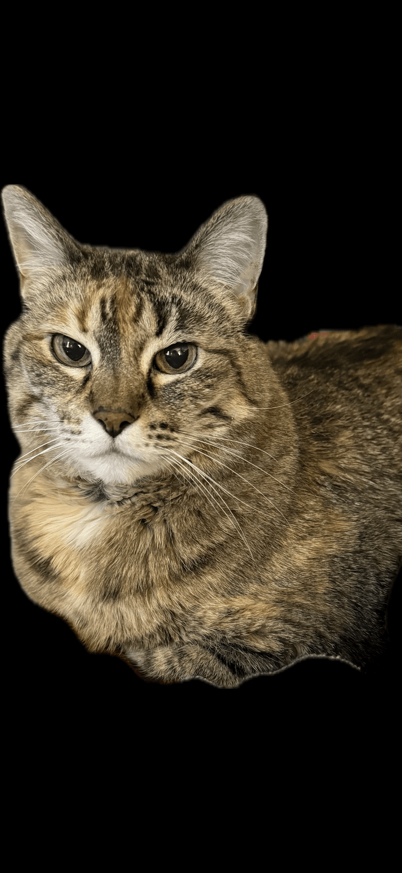 VetCare Animal Hospital photo 6