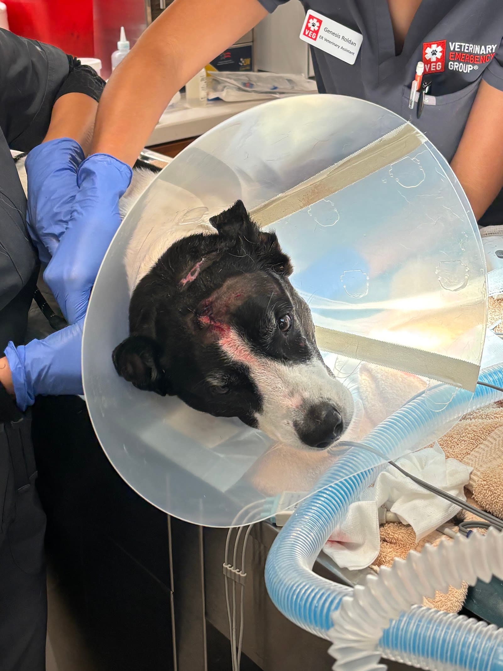Veterinary Emergency Group