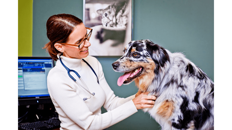 Veterinary Specialty Hospital - North County