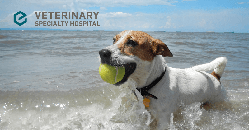 Veterinary Specialty Hospital - Sorrento Valley