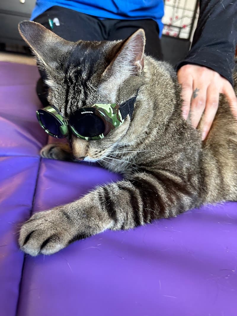 Veterinary Sports Rehab & Integrative Wellness photo 2