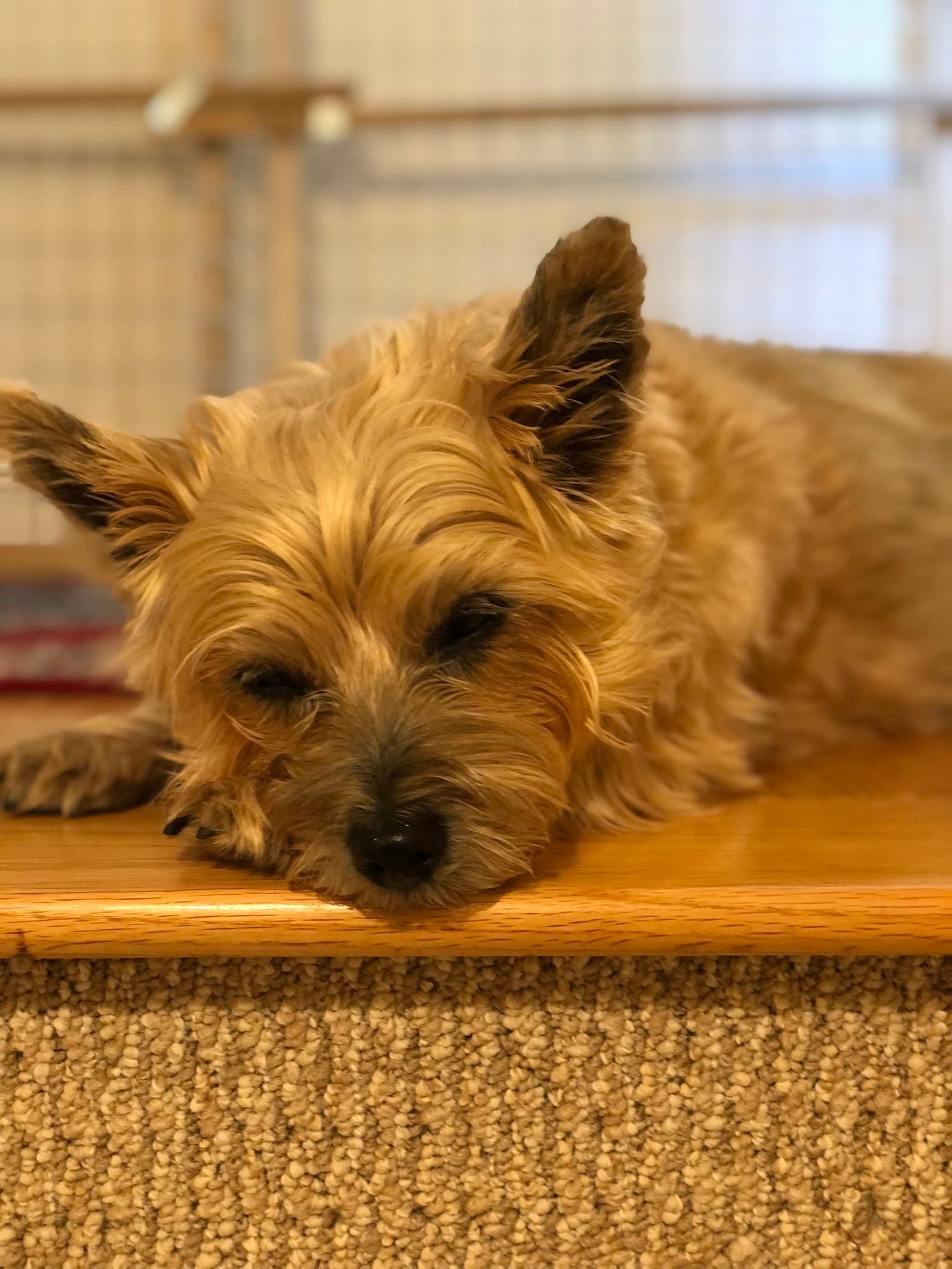 Veterinary Urgent Care Center - Dedham
