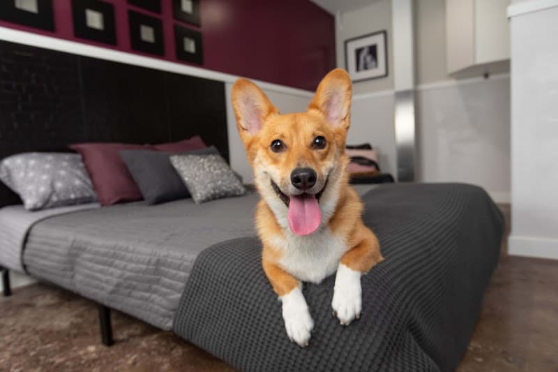 Wag Hotels - Denver photo 3