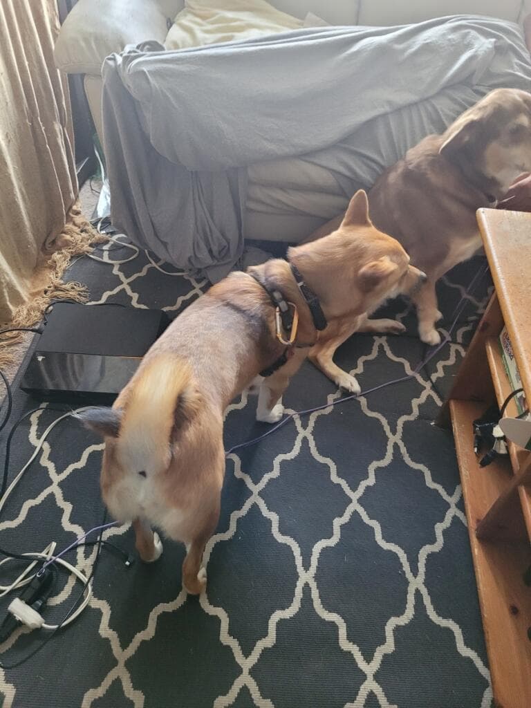 Waggy Tails Pet Care photo 3