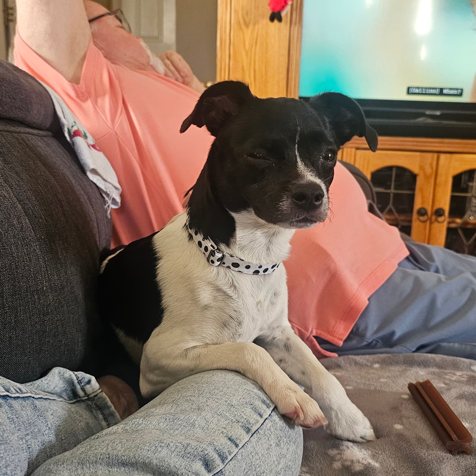 Wags & Walks Adoption Center