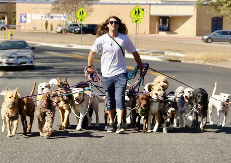 Walk! ATX Pet Care photo 3