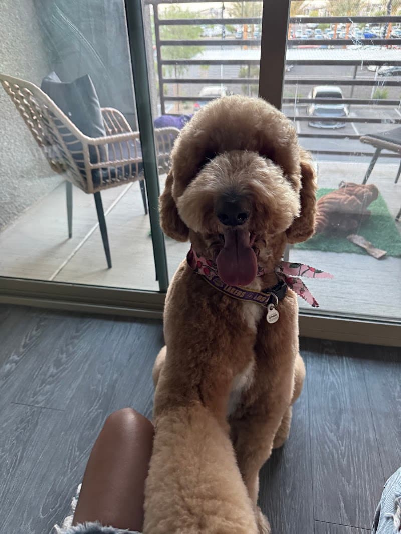 Well Groomed Pets Summerlin photo 3