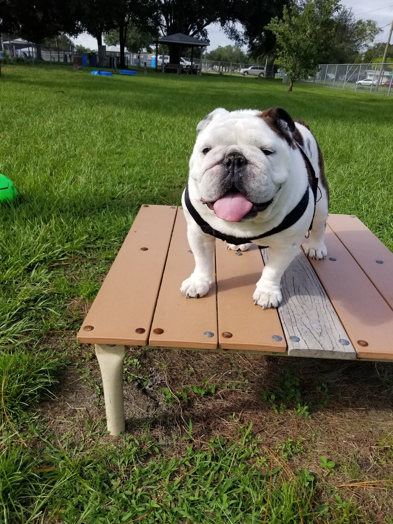West Dog Park