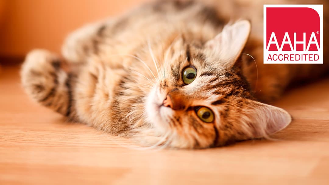Westside Veterinary Center