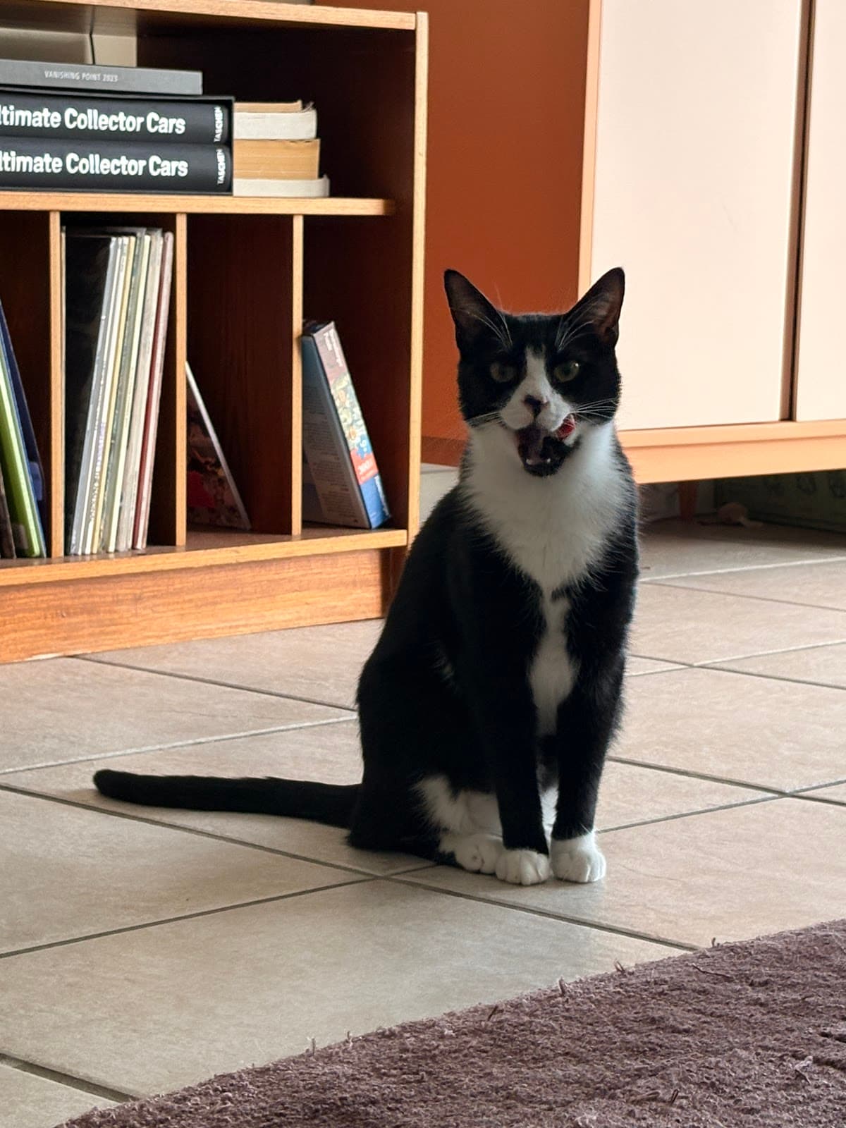 Whiskers and Tails photo 2