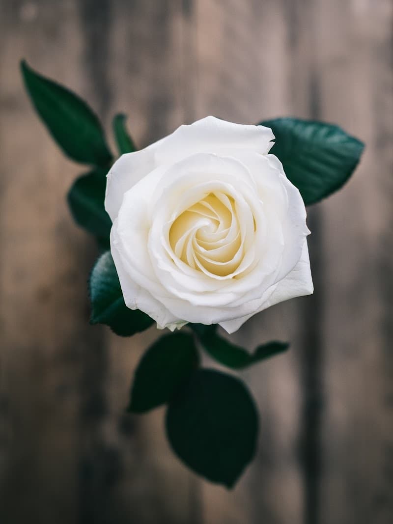 White Rose Aqua Cremation, Inc. photo 3