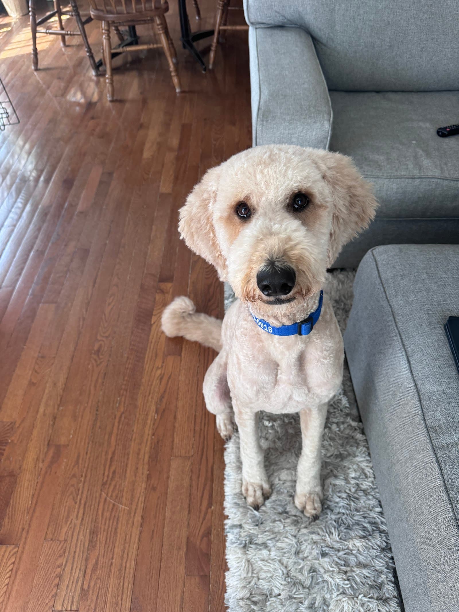 Wicked Cuts Pet Grooming