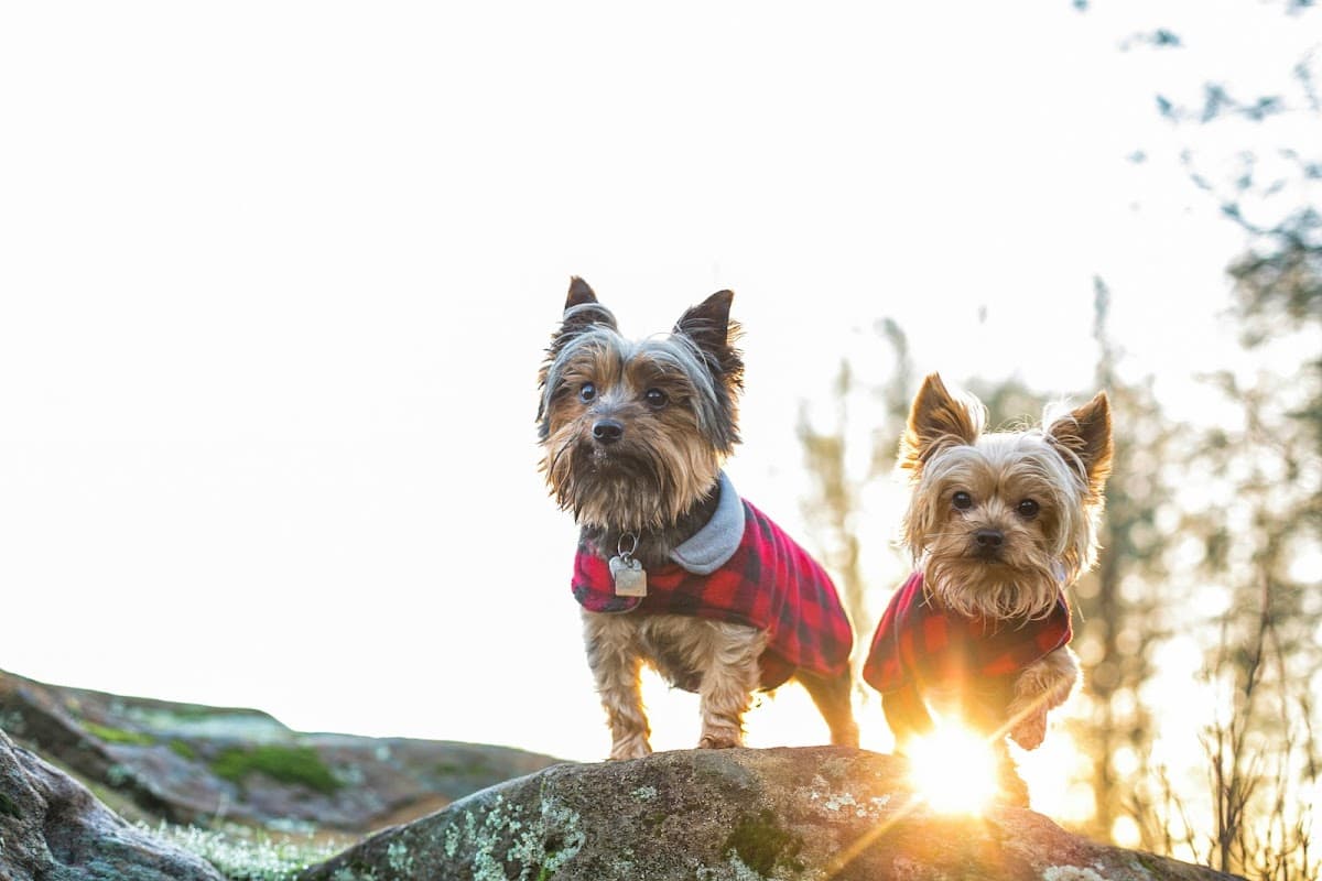 Wild Pack Pet Care and Wellness photo 2