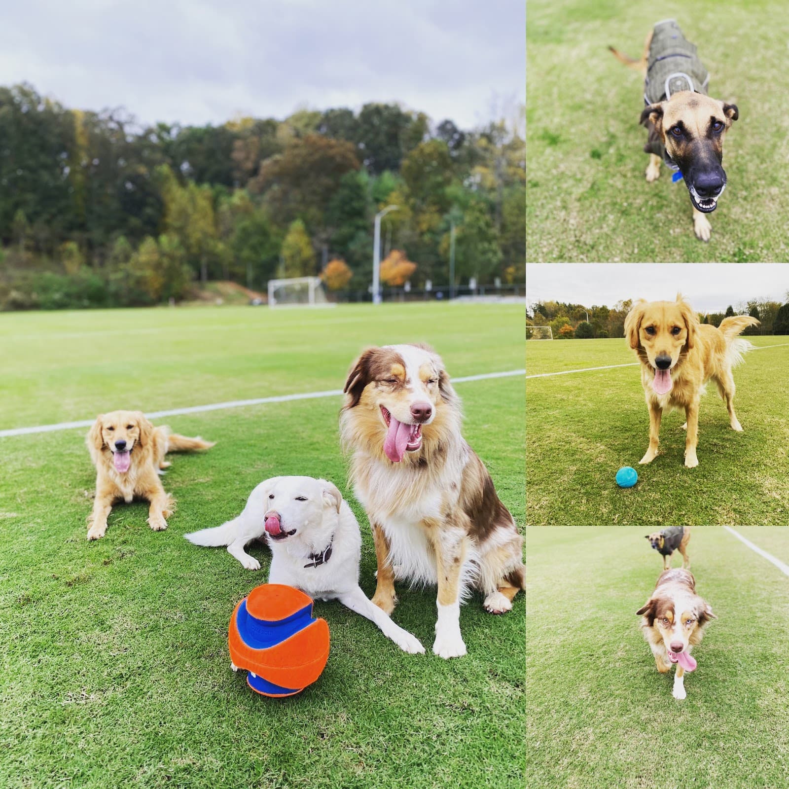 WNC Pet Care LLC