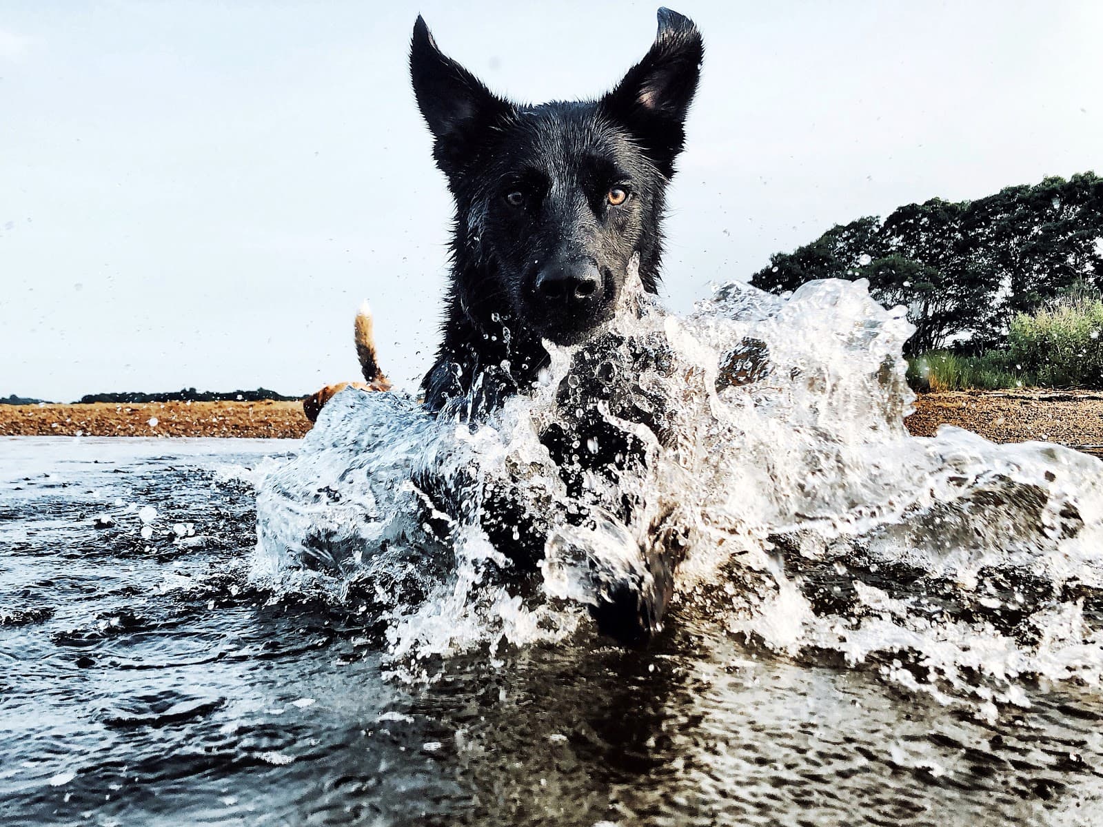 Wolf Trap Animal Rescue
