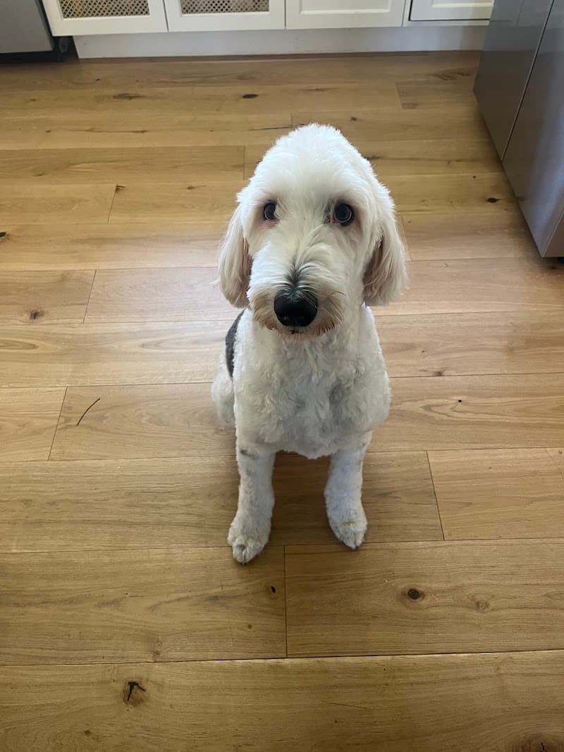 Woof Gang Bakery & Grooming Austin photo 2