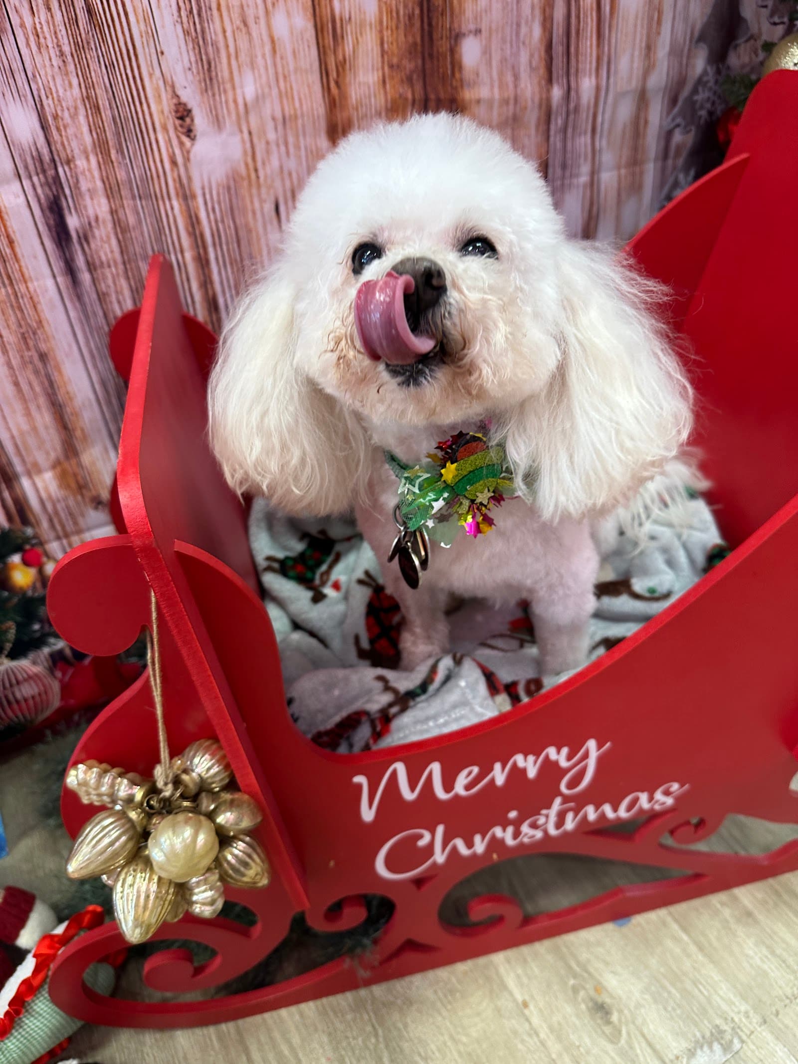 Woof Gang Bakery & Grooming Conway