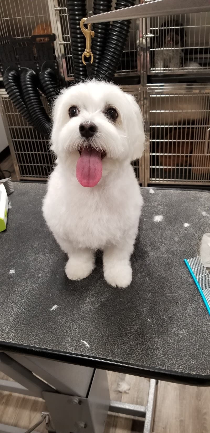 Woof Gang Bakery & Grooming Mueller photo 2