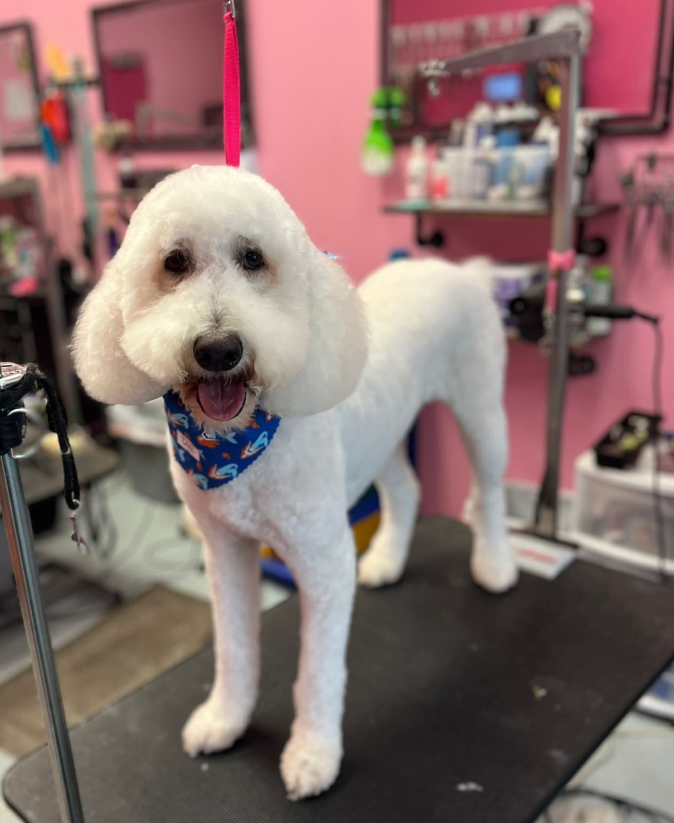 Woof Gang Bakery & Grooming SoDo